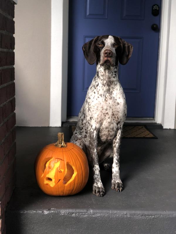 /images/uploads/southeast german shorthaired pointer rescue/segspcalendarcontest2021/entries/21953thumb.jpg